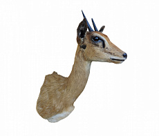 Голова антилопы Стенбок