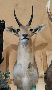 Превью Голова антилопы Рибок