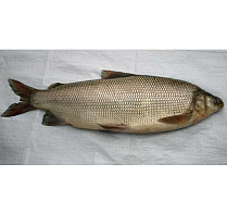 Чир свежемороженый не потрошёный 0,5-1 кг