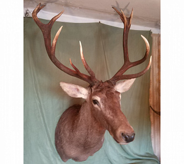 Фото Голова благородного оленя