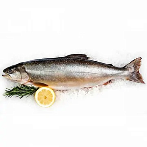 Превью Голец свежемороженый штучной заморозки вылов 2025г 