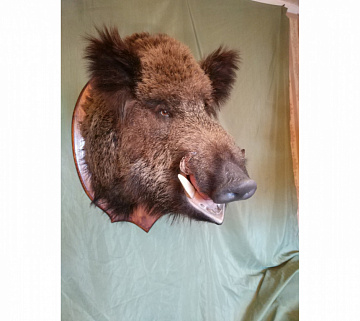 Фото Голова кабана