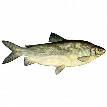 Фото Чир свежемороженый 3-4 кг