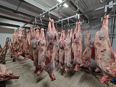 Превью Марал(часть туши)