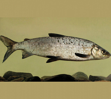 Фото Сиг 0,3-2кг (упаковка)