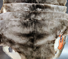 Шкурка бобра выделанная