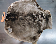 Шкурка бобра выделанная