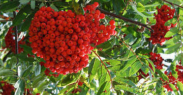 Фото Рябина красная быстрозамороженная в коробке по 10 кг