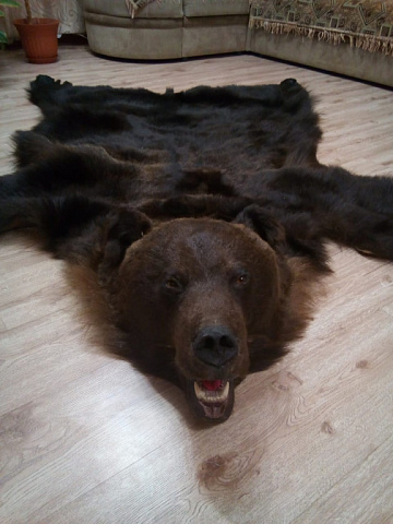 Фото Шкура медведя с головой