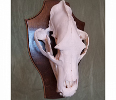 Череп медведя белый