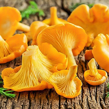 Фото Грибы лисички целые, замороженные 8.5 кг