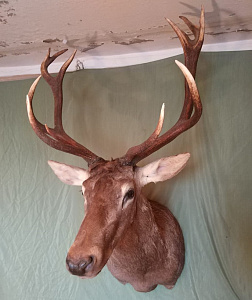 Превью Голова благородного оленя