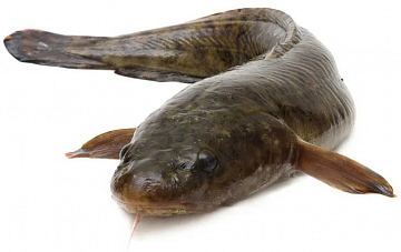 Фото Налим свежемороженый (5-12 кг)