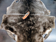 Шкурка бобра выделанная